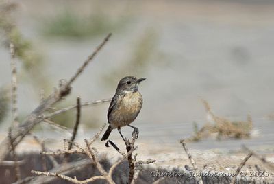 Svarthakad buskskvtta, female