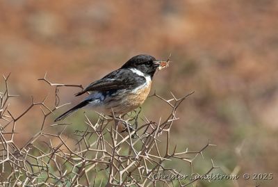 Svarthakad buskskvtta, male