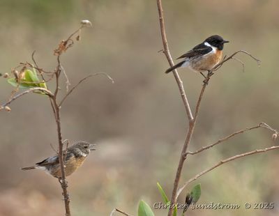 Svarthakad buskskvtta, male and female