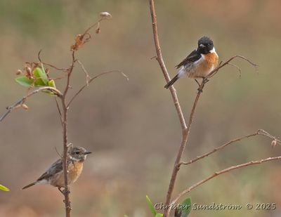 Svarthakad buskskvtta, male and female