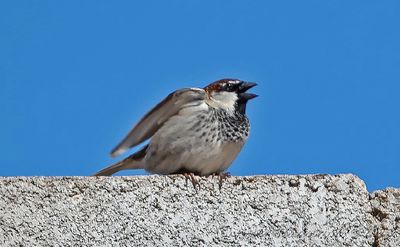 Spansk sparv, male