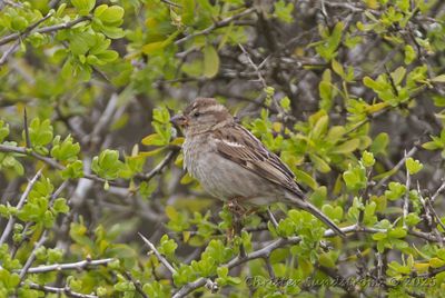 Grsparv, female