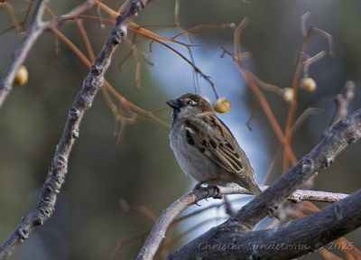 Grsparv, male