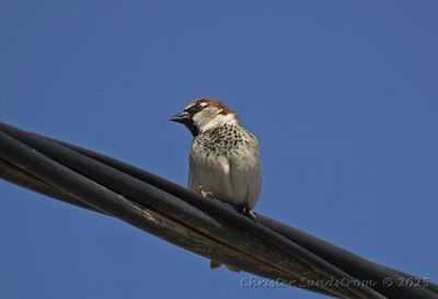 Grsparv, male