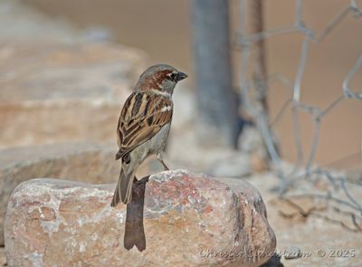 Grsparv, male