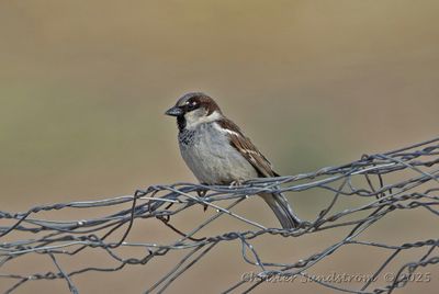 Grsparv, male