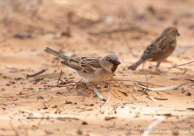 Grsparv, male and female