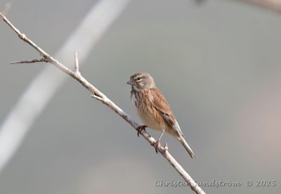 Hmpling, female