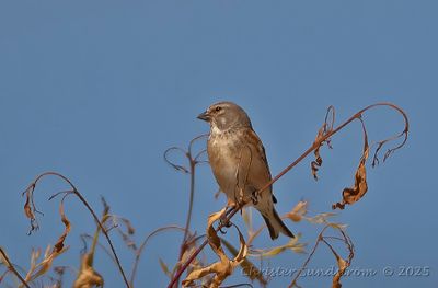 Hmpling, male