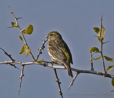 Gulhmpling, female