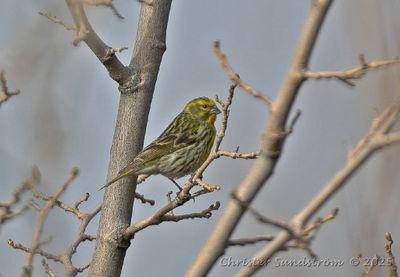 Gulhmpling, male