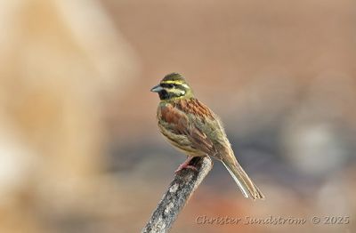 Hcksparv, male