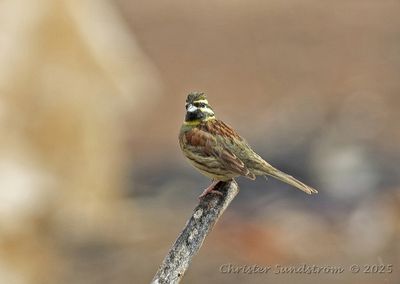 Hcksparv, male