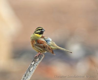 Hcksparv, male