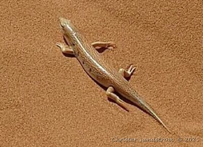 Sandfish Skink