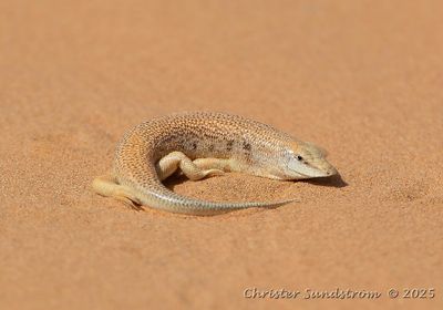 Sandfish Skink