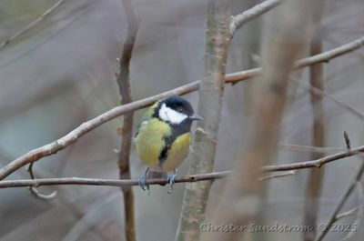 Latest photos in Sweden