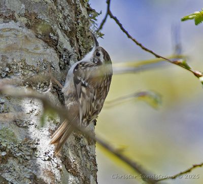 Birds in France 2025