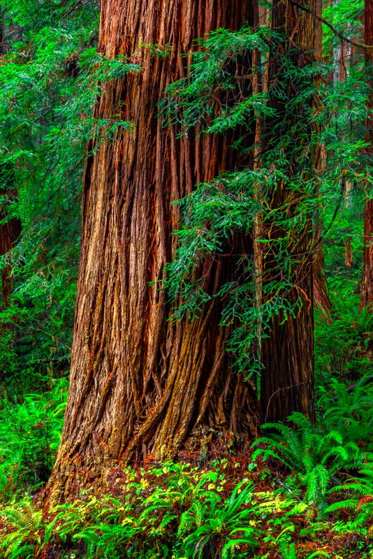 prairie_creek_redwood_sp_california