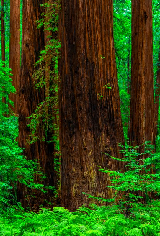 prairie_creek_redwood_sp_california