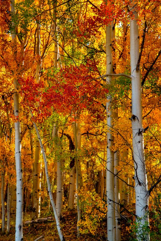 trees