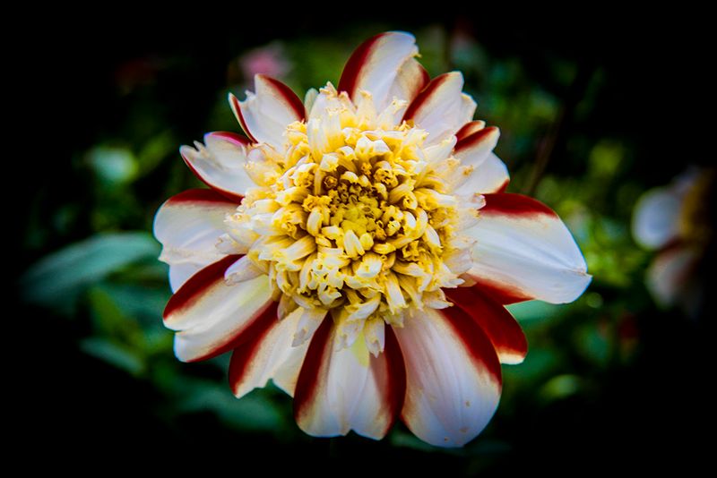 Dahlia-Asahi Chohji.JPG