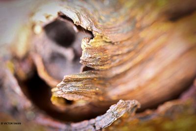 Hout structuur.JPG