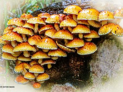 Dubbelgangerbundelzwam - Pholiota limonella.JPG