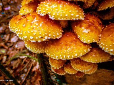 Dubbelgangerbundelzwam - Pholiota limonella.JPG