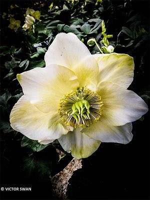 Helleborus.JPG