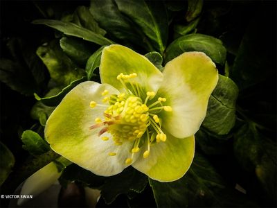 Helleborus.JPG