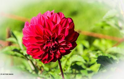 Dahlia-Vieux Temps.JPG