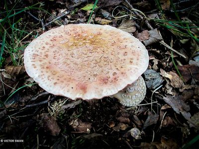 Parelamaniet - Amanita rubescens.JPG