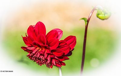 Dahlia-Vieux Temps.JPG