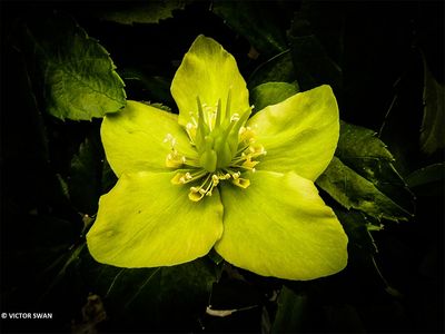 Helleborus.JPG