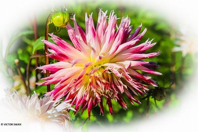 Dahlia-Val st.Lambert.JPG