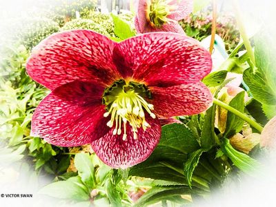 Helleborus.JPG
