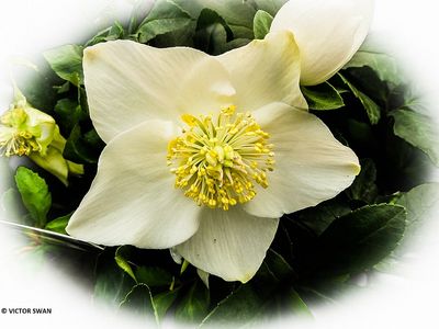 Helleborus.JPG