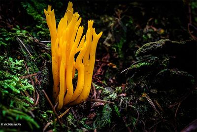 Kleverig Koraalzwammetje - Calocera Viscosa.JPG
