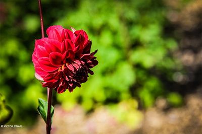 Dahlia-Vieux Temps.JPG