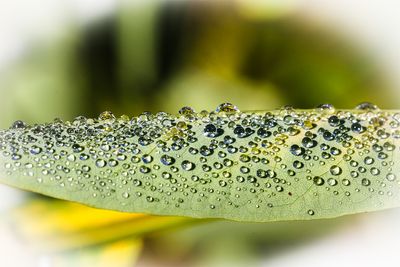 water droplets.jpg