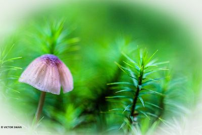 Melksteelmycena - Mycena galopus .JPG