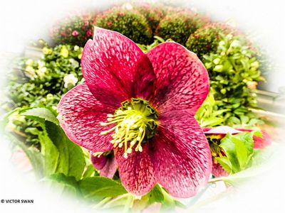 Helleborus.JPG