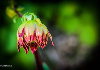 Dahlia-Vieux Temps.JPG