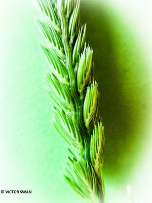 Kamgras - Cynosurus cristatus.JPG