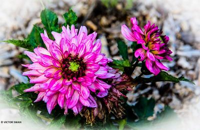 Dahlia-Gallery Renoir.JPG
