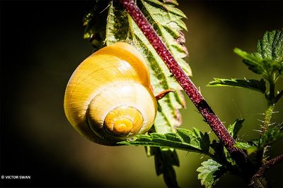 Witgerande tuinslak - Cepaea hortensis .JPG
