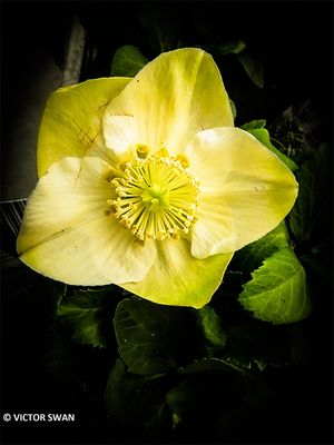 Helleborus.JPG