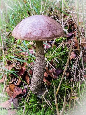 Gewone berkenboleet - Leccinum scabrum.JPG
