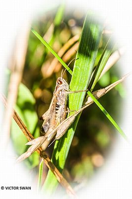 Ratelaar - Chorthippus biguttulus.JPG